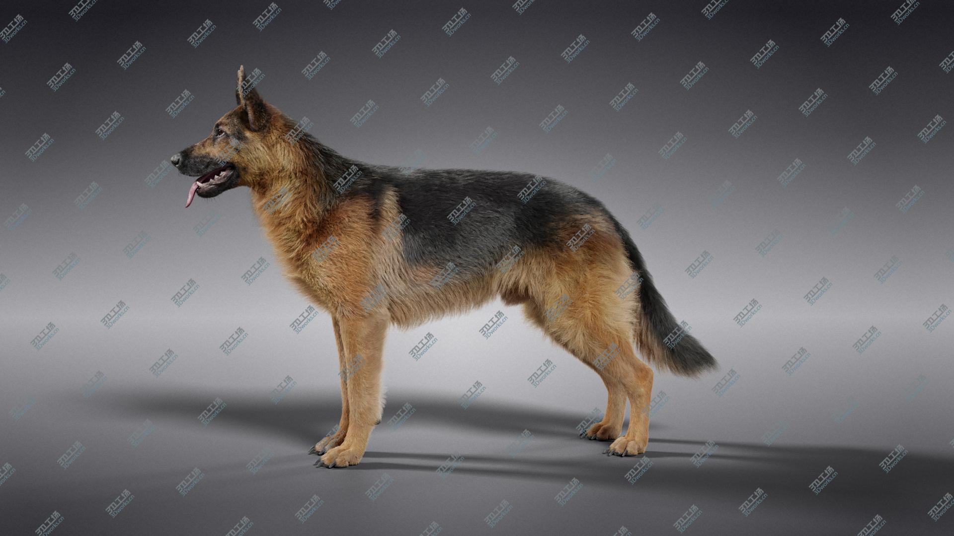 images/goods_img/202105074/German Shepherd model/4.jpg